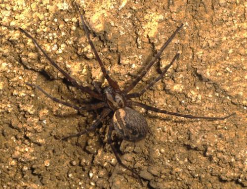 Eratigena inermis